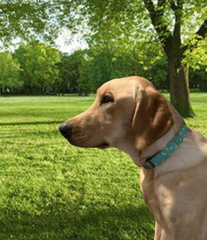 Noodle Dog Collar Etsy