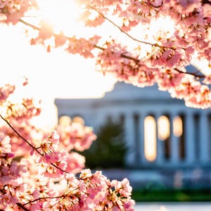 Cherry Blossom Washington DC Photo Print, Thomas Jefferson Memorial Wall Art