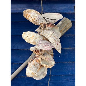 Oysters in blue, photography for decoration, nautical decoration, interior and exterior design, digital printing art