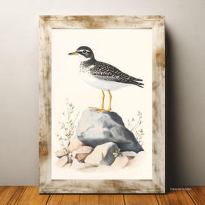 Vintage Look Bird Art Print - Sandpiper Illustration on Rock, Nature Wall Art Decor, Birdwatching Gift, Ornithology Art Poster