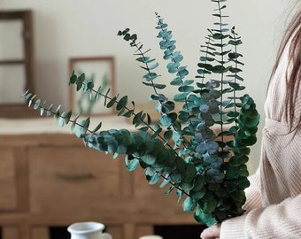 Fresh Preserved Eucalyptus Stems | For Showers, Bathrooms, Floral Arrangements, Home Décor, Christmas Decoration