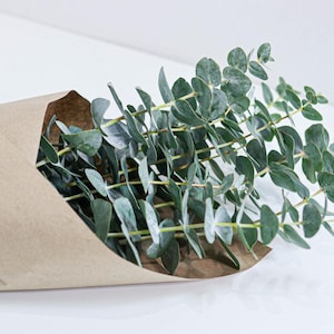 May include: A bundle of fresh eucalyptus leaves, with rounded, silvery-green foliage. The stems are wrapped in a simple brown paper, creating a natural and organic presentation. The leaves have a subtle, dusty appearance.