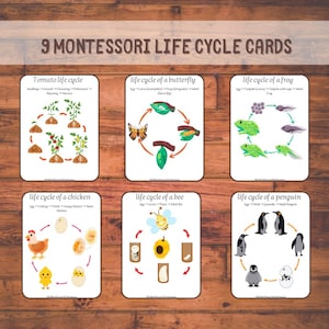 9 tarjetas Montessori sobre el ciclo de vida para niños: herramientas de aprendizaje, naturaleza, plantas, animales, insectos, preescolar, educación en el hogar, aprendizaje interactivo