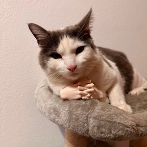 May include: A gray and white cat sitting on a gray cat tree with a pair of plastic hands resting on its chest.