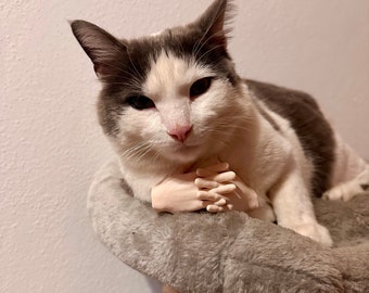 Katzenhände | Cat Hands | Tiny Hands | Katzenkostüm | Katzenspielzeug | Funny Cat | Betende Katze