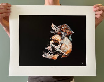 Malaclemys terrapin - Memento mori - Reproduction en édition limitée / Limited edition print