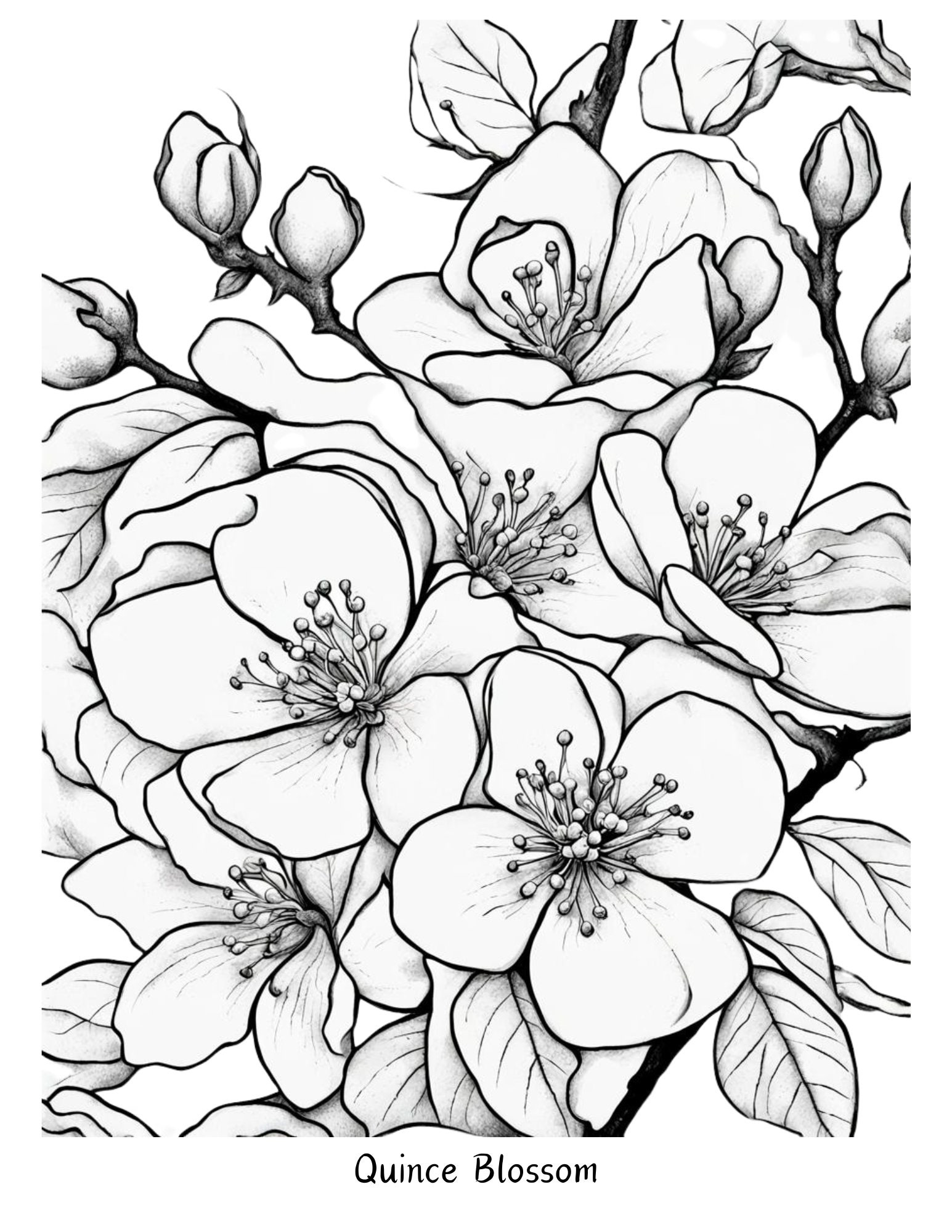 Quince Blossom, Flower Coloring Page, Coloring Page, Botanical Coloring