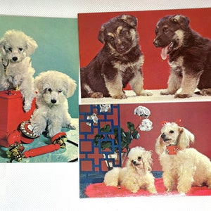 3 cartes postales vintage inutilisées de chiens caniches bergers allemands des années 1960