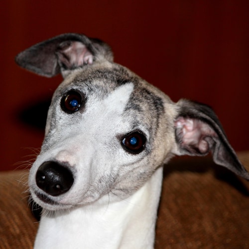 greyhound acheron whippets