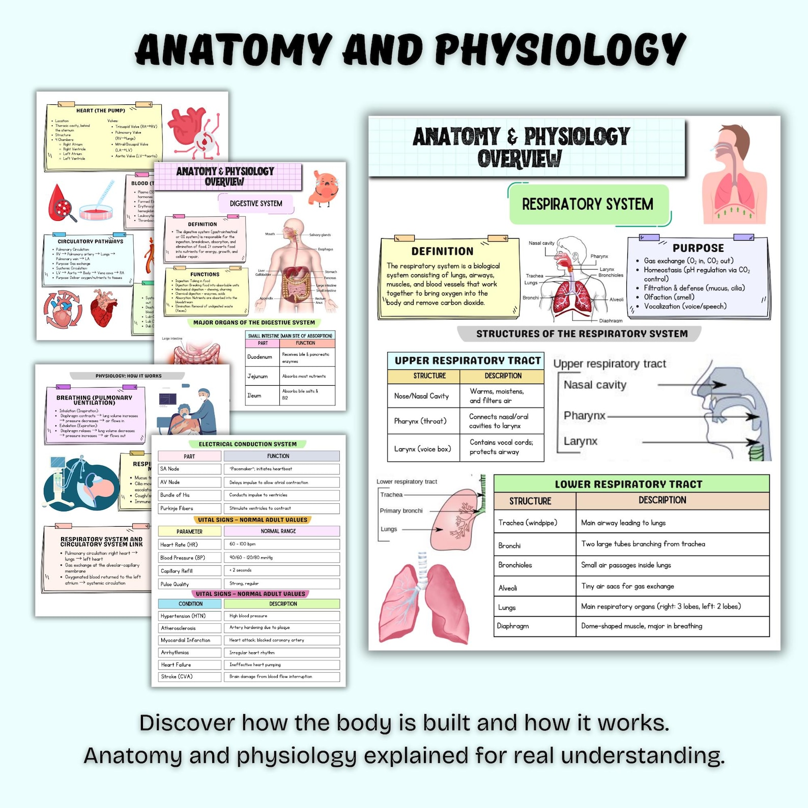 Medical Assistant Notes & Cheat Sheet Bundle | Nursing Notes | Digital ...
