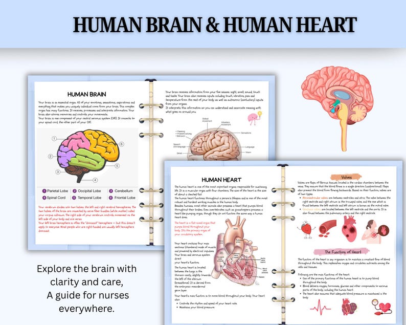 Anatomy and Physiology 2 Study Guide | A&P Nursing Study Notes ...