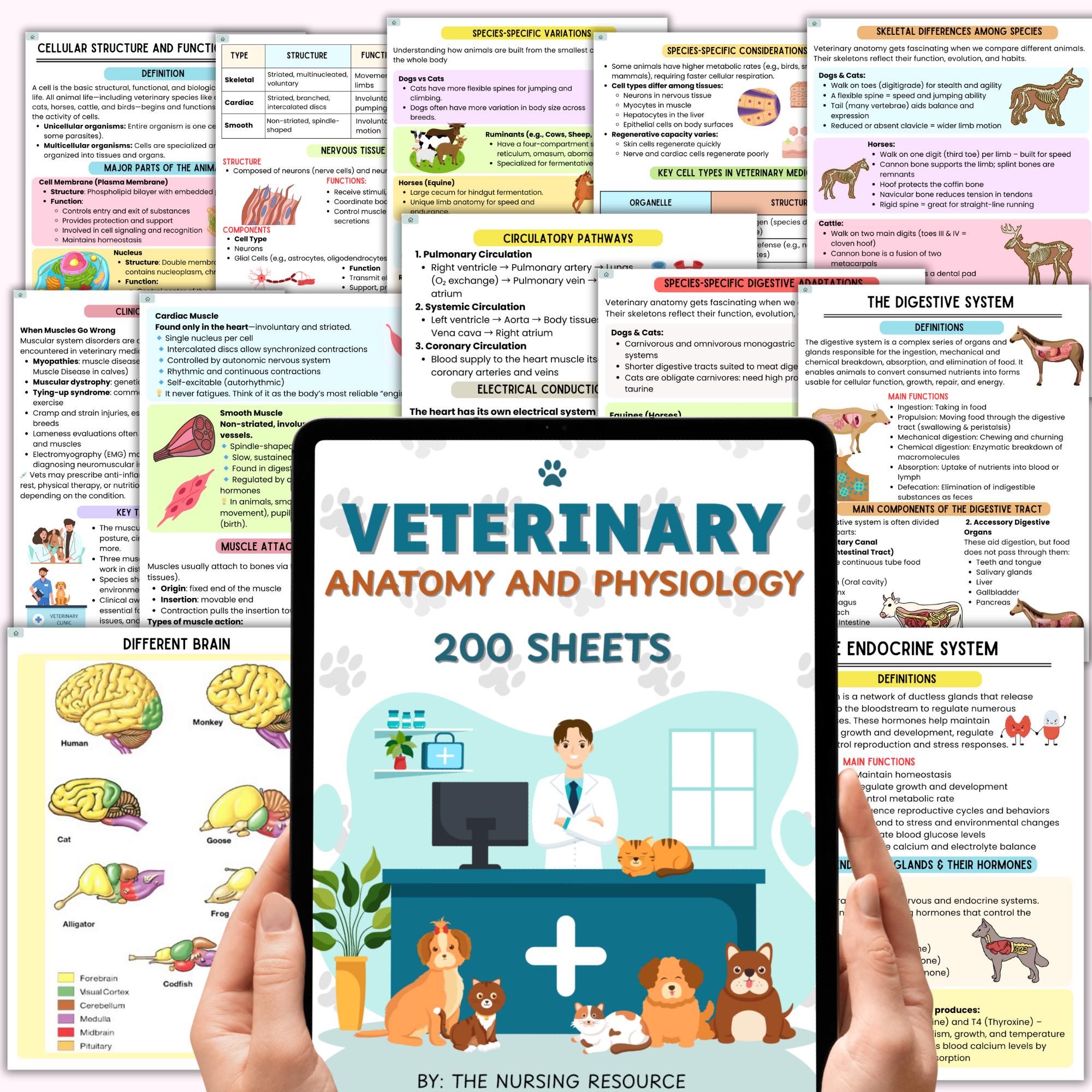 獣医解剖学・生理学学習シート | 獣医師看護師 | 動物解剖学 | 獣医