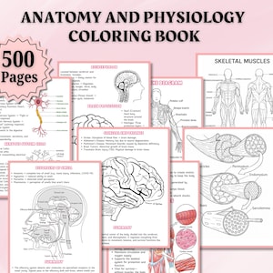 Anatomy and Physiology Notes Mega Bundle Vol 1 & 2 | Human Anatomy ...