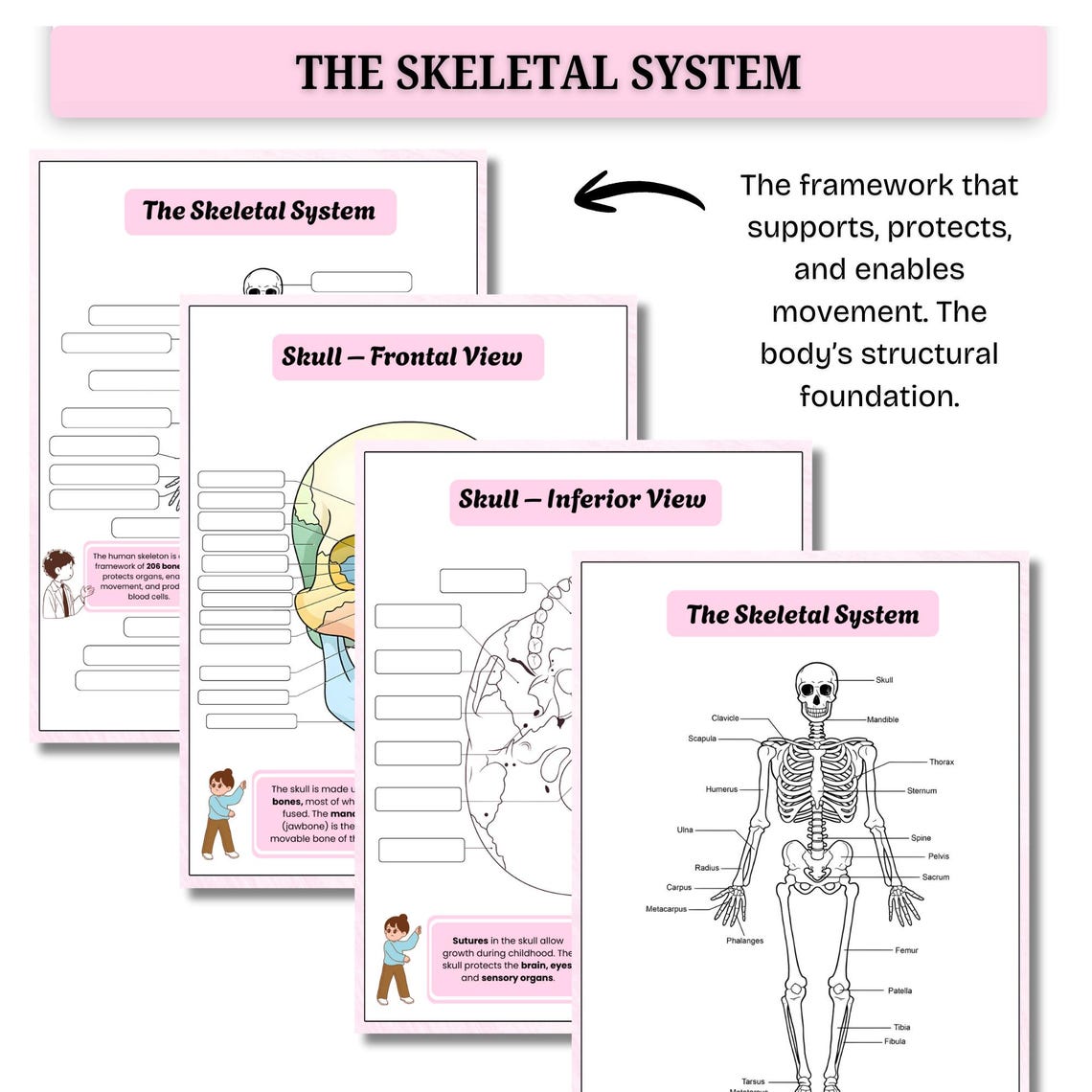 Human Anatomy System Labeling Book | Anatomy & Physiology Study Guide ...