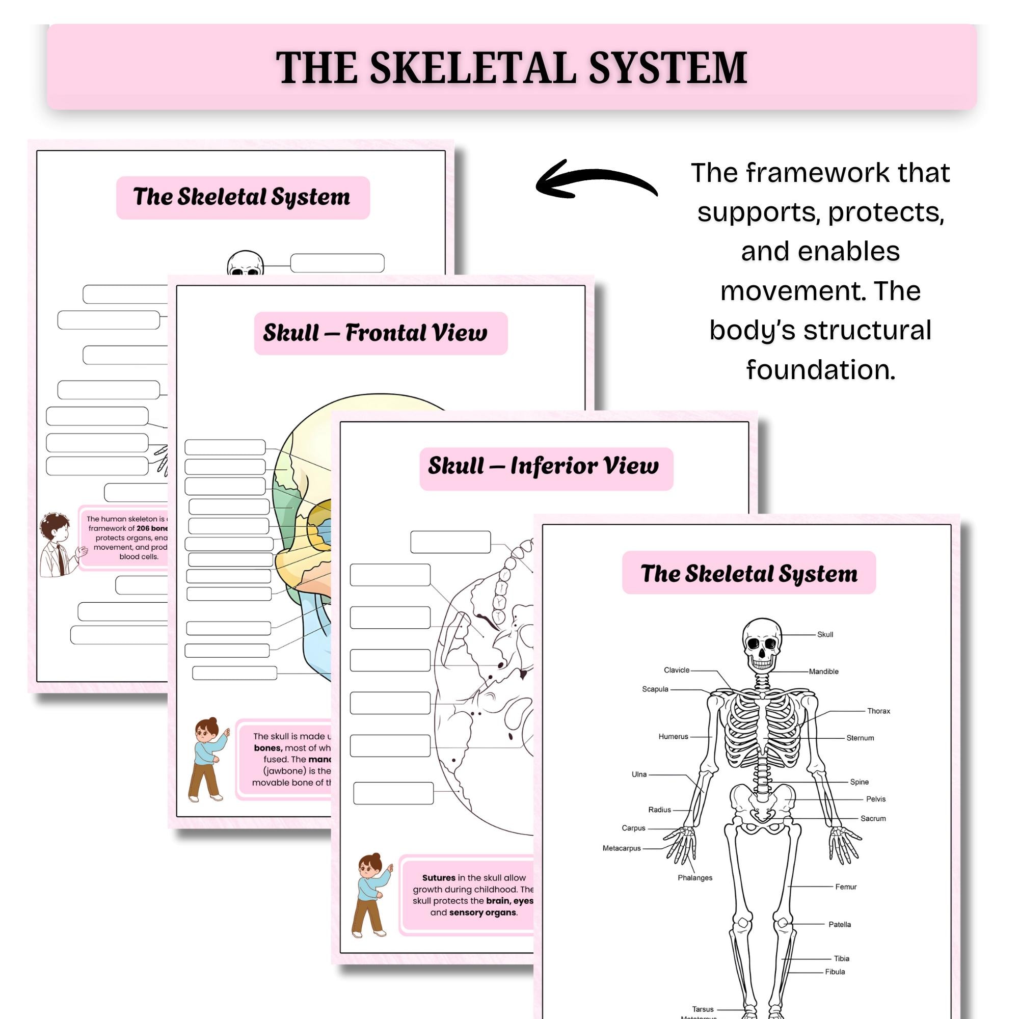 Human Anatomy System Labeling Book | Anatomy & Physiology Study Guide ...