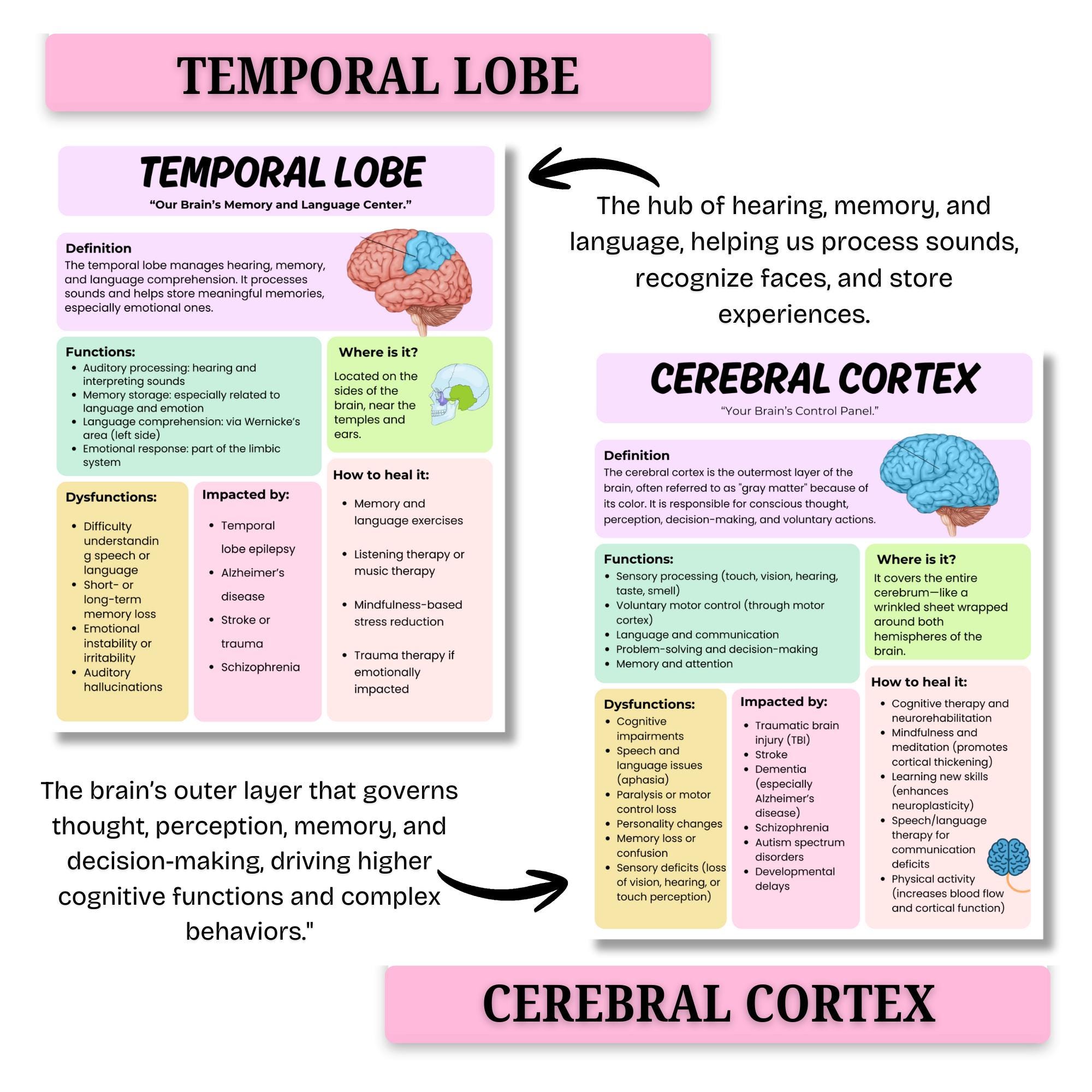 The Brain Regions and Their Functions | Brain Anatomy | Human Brain ...