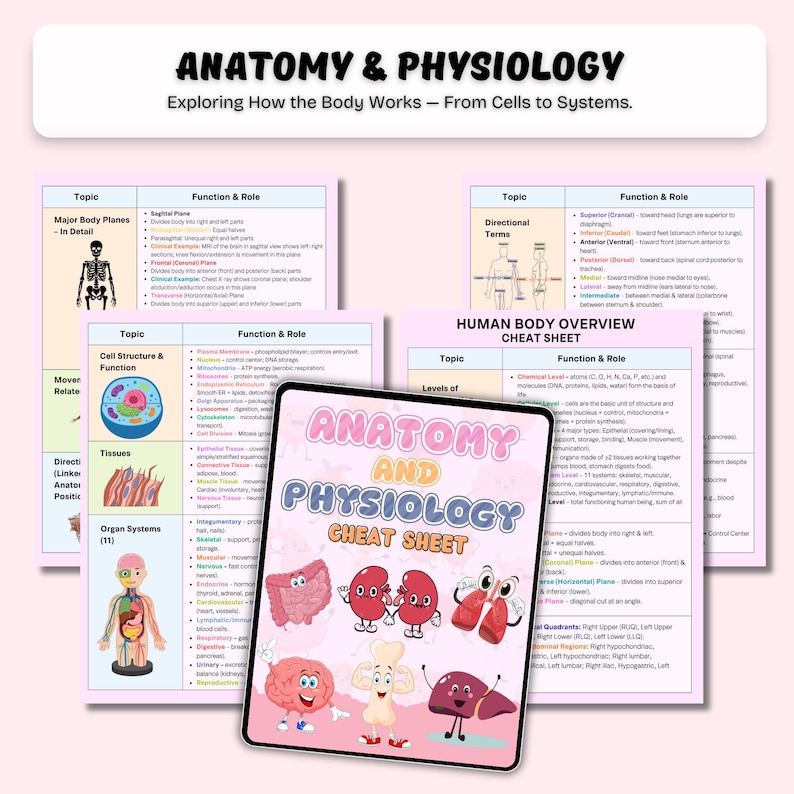 Fusklapp i anatomi och fysiologi | Studier i mänsklig anatomi | Anatomianteckningar | A&P-studieanteckningar | Sjuksköterskestudent | PDF bild 3