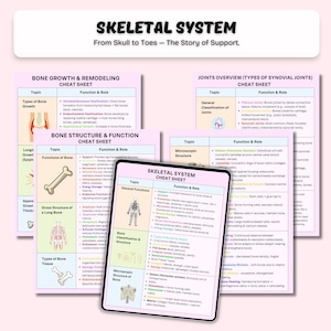 Fusklapp i anatomi och fysiologi | Studier i mänsklig anatomi | Anatomianteckningar | A&P-studieanteckningar | Sjuksköterskestudent | PDF bild 4