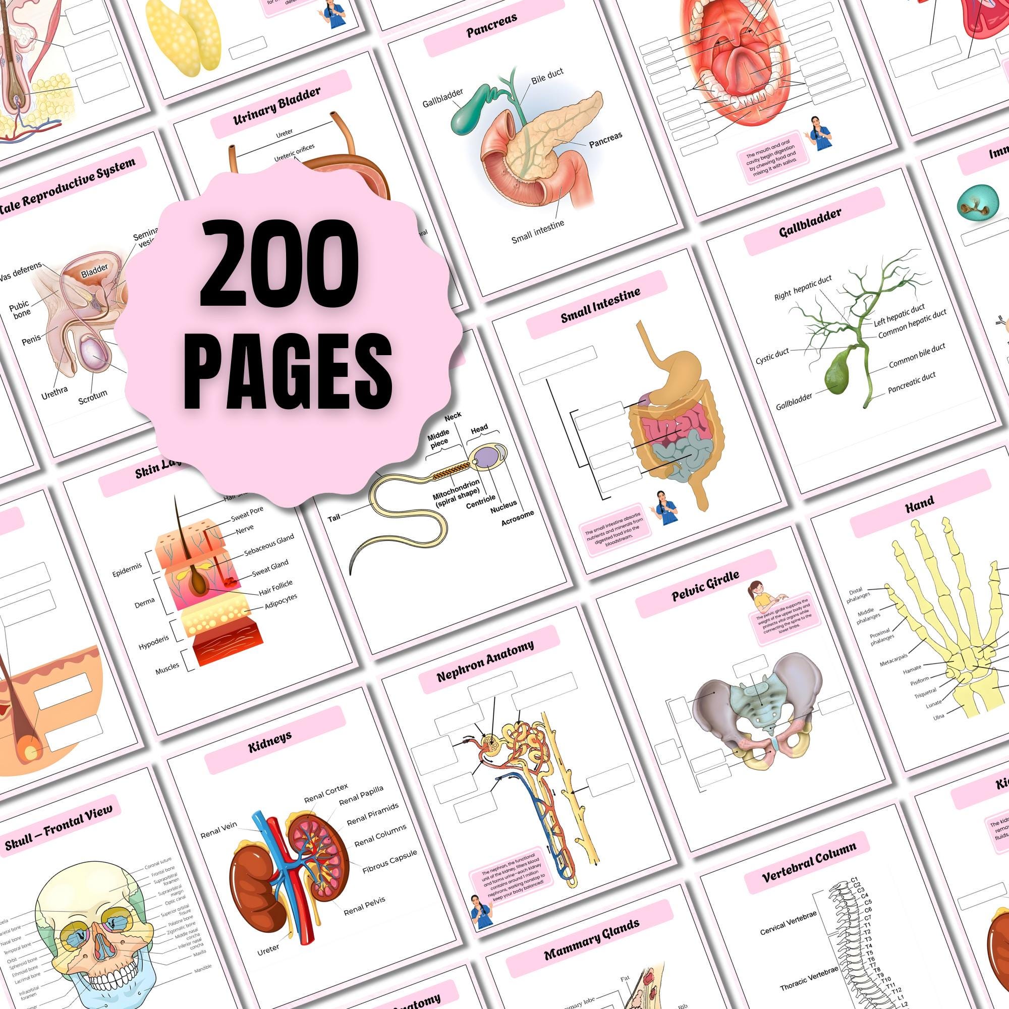Human Anatomy System Labeling Book | Anatomy & Physiology Study Guide ...
