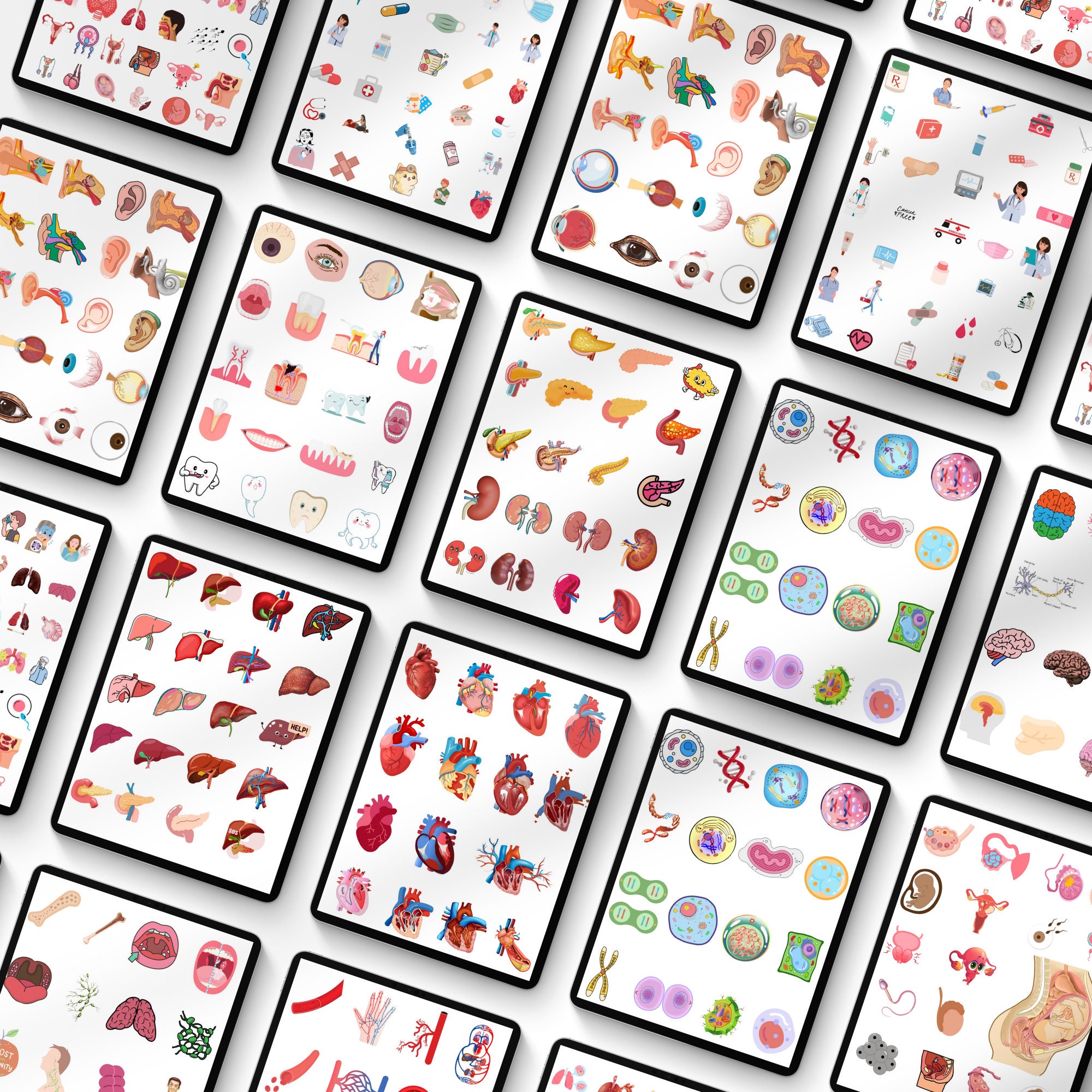 Anatomy & Biology Goodnotes Stickers | Pre-cropped Human Body Stickers ...