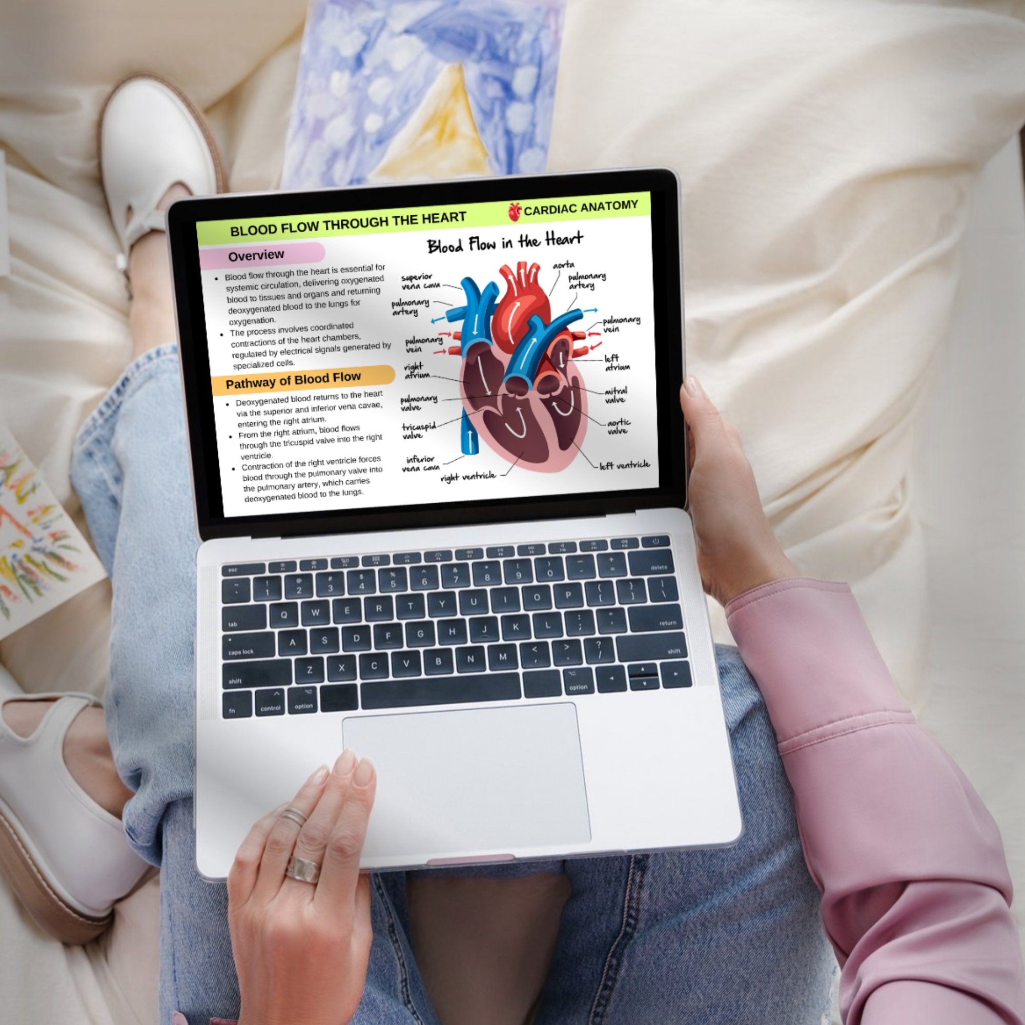 Cardiac Anatomy Flashcards | Cardiovascular System | Heart Anatomy ...