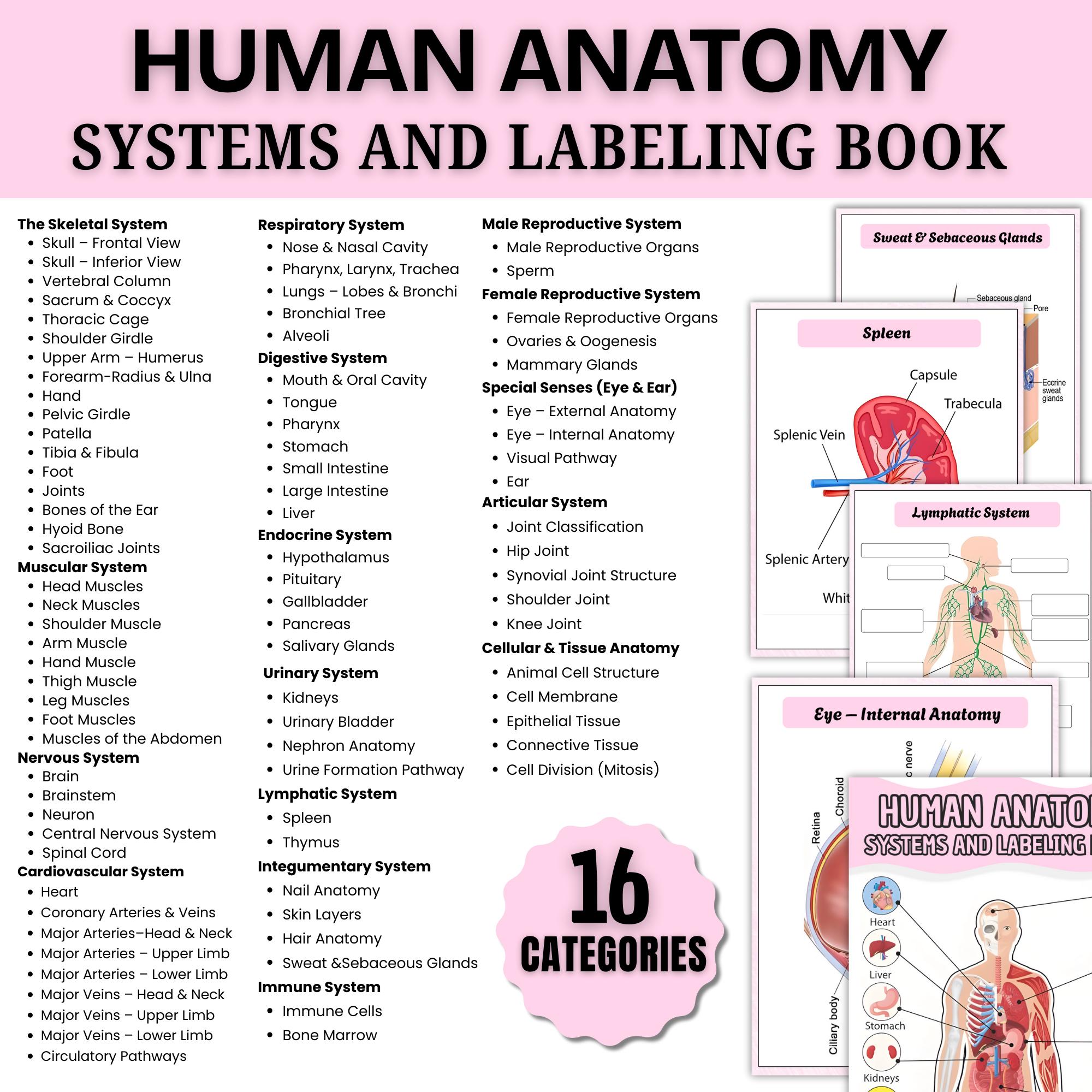 Human Anatomy System Labeling Book | Anatomy & Physiology Study Guide ...