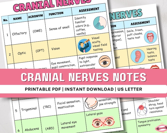 Cranial Nerves Chart: Colorful Hand-drawn Study Guide (digital Download ...