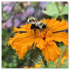 Honey Bees & Orange Marigold Greeting Cards – Pack of 10 | Eco-Friendly Nature-Inspired Stationery | Recycled Envelopes