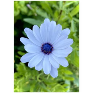 Sternenäugige Gänseblümchen - Packung mit 10 African Daisy Grußkarten | 5 "x 7" Eco-Friendly Blumen Briefpapier | Blanko Natur Karten