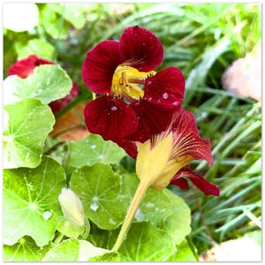 Embrace - Cartões de Saudação de Nasturtium – Pacote de 10 | Cartões de Notas Florais Ecológicos | Inspirados na Natureza e Sinceros