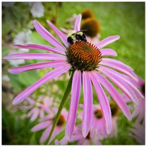 Cartes de voeux abeille et échinacée – Paquet de 10 | de correspondance écologiques pour les pollinisateurs | Papeterie florale vierge, cartes vierges inspirées de la nature