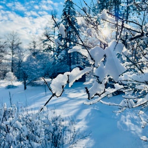 Rayons d'hiver – Lot de 10 cartes de vœux hivernales respectueuses de l'environnement | Cartes inspirées de la nature sur le thème de la neige avec enveloppes recyclées