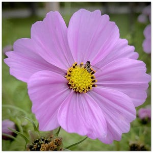 Biglietti d'auguri rosa Cosmos e Hoverfly – Confezione da 10 / Biglietti floreali ecologici / Biglietti vuoti ispirati alla natura