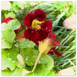 Nasturtium Flower Wood Print: Botanical Garden Art, Healing Gift