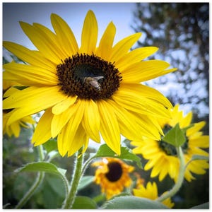 Levant les yeux – Cartes d'encouragement abeille et tournesol – Lot de 10 | Cartes de voeux inspirées de la nature | Respectueux de l'environnement et stimulant