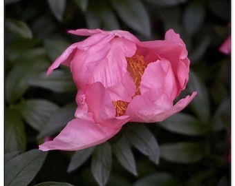 Pink Peony Photo Print | Romantic Floral Photography | 10x10 Matte Poster | Botanical Wall Art | Pink Flower Decor