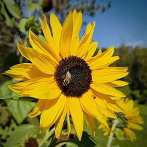 Cartes de voeux abeille et tournesol – Lot de 10 | Cartes de correspondance écologiques inspirées de la nature | Enveloppes recyclées