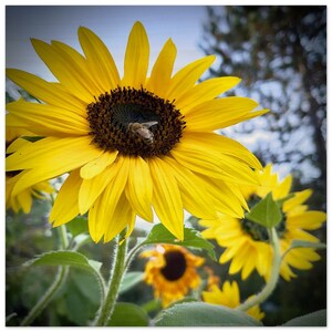 Omhoog kijkend – 8 x 8 inch houtprint | Muurkunst zonnebloem en bij | Zomer natuur decor | Inspirerend rustiek cadeau