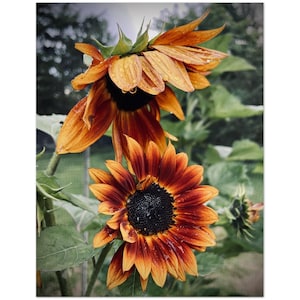 Soeurs tournesol – Paquet de 10 | Cartes de correspondance florales vierges écologiques | Tournesols anciens et enveloppes recyclées