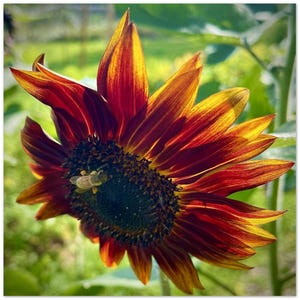 Evening Sun Sunflower & Bee with Pollen Pants Greeting Cards – Pack of 10 | Eco-Friendly Blank Notecards | Pollinator-Inspired Stationery
