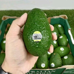 Premium Indonesische Avocado&#39;s | Romige, smaakvolle Hass | Biologisch & duurzaam geteeld | Versheid gegarandeerd