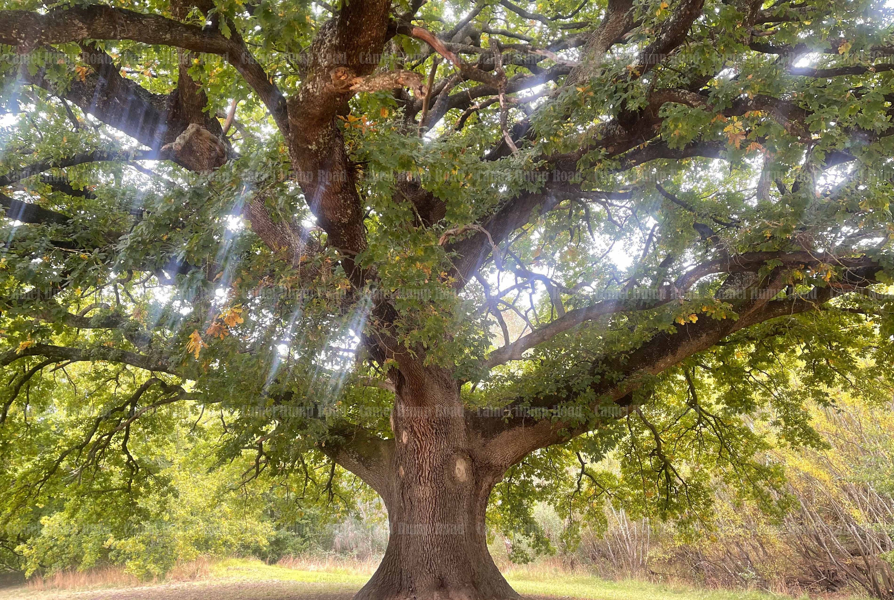 Old Oak Tree, Tree Wall Art, Printable, Landscape, Nature, Botanical ...