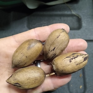May include: Four brown pecans with textured shells are held in a hand. The pecans have dark brown markings and are oval-shaped. The background is a dark, textured surface.