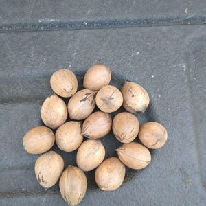 以下が含まれることがあります： 生のペカンナッツの集まり。薄茶色で楕円形をしており、濃い灰色の表面に散らばっています。自然な風合いが特徴です。これらは天然の食品です。