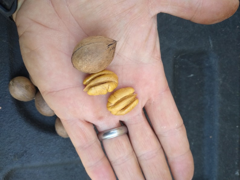 5 Delicious GA Elliot Pecans in Shell 2023 Crop Etsy