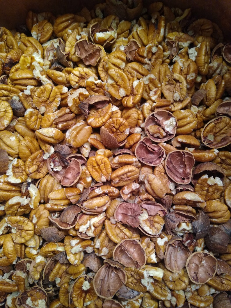 5 Delicious GA Elliot Pecans in Shell 2023 Crop Etsy