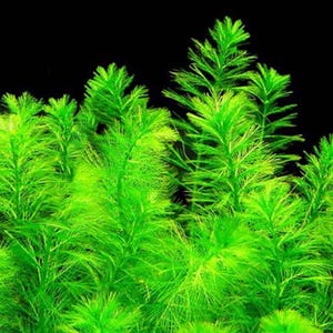 May include: Vibrant green aquatic plants with feathery foliage set against a black backdrop. The plants exhibit a dense, bushy form, featuring numerous stems and a lively, healthy hue. The image presents the plants in a close-up perspective, emphasising their texture.