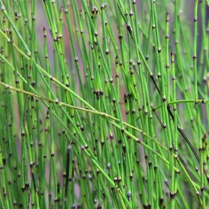Dwarf Horsetail For Small Ponds or Water Feature Plant Aquatic Pond Marginal