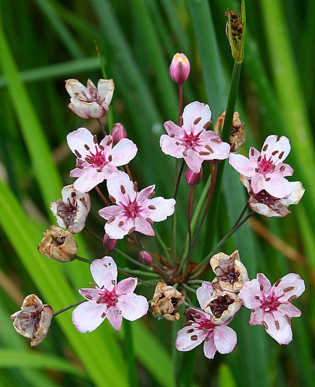 Flowering Rush Butomus Umbellatus LIVE Plant Aquatic Pond Marginal Bog flowering-rush-butomus-umbellatus-live-plant-aquatic-pond-marginal-bog