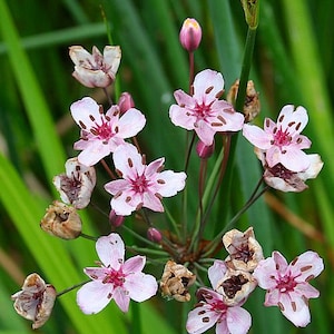 May include: A cluster of delicate pink flowers with dark pink centres and brown spots on the petals. The flowers are arranged on a tall green stem with thin leaves.